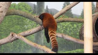 Motion Sickness Inducing Red Panda Video [upl. by Vere440]