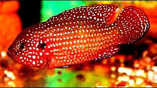 Jewelfish Jewel Cichlid [upl. by Ethbinium133]