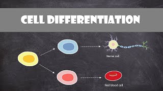 Cell Differentiation amp Gene Expression  Cell Biology [upl. by Columbyne130]