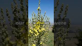 The Medicinal Benefits of Mullein alkaline drsebi herbs [upl. by Countess]