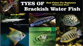 Types of Brackish Water fish All about Brackish water Fish [upl. by Amsirhc296]