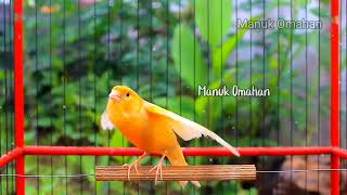 Canary song for mating training of beautiful Belgian canaries 168 [upl. by Pietje290]