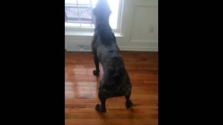 Cane Corso Barking [upl. by Apthorp277]