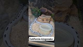 అమెరికాలో California kingsnake వీడిని చూస్తే rattlesnakes కి బయ్యం Wildlife in USA telugu vlogs [upl. by Atinal]