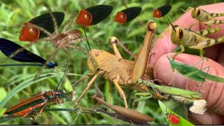 Hunting insects in the pouring rain‼️ [upl. by Sugihara987]