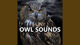 Sounds of Owls [upl. by Irallih]