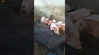 Piglets and mothers are different colors pig shorts [upl. by Culver]