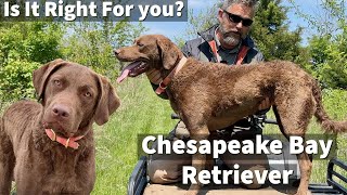 Chesapeake Bay Retriever  Is It Right For You [upl. by Kermit]