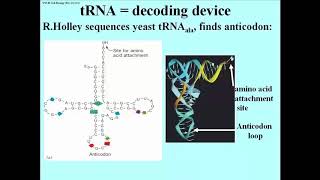 205 tRNA Structure and Base Modifications [upl. by Eenahpets]