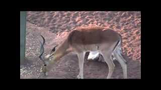 Impala bow hunt Buffalo Ranch South Africa [upl. by Epilihp]