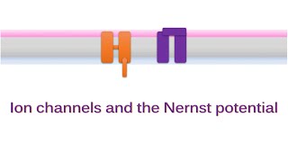 What is the Nernst potential A function of ion channels and ion concentration gradients [upl. by Karon]