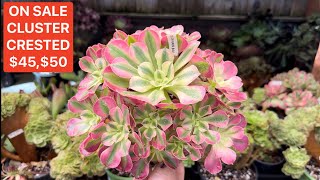 10924 ON SALE CRESTED CLUSTER AEONIUM GOOD PRICE  BÁN SEN ĐÁ  Lele 408 883 5495 [upl. by Mendie]