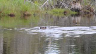 Castor Beaver qui claque sa queue pour avertir son petit du danger [upl. by Ailin]