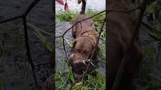 💥CHESAPEAKE BAY RETRIEVER 💥 [upl. by Soutor54]