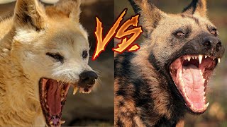 Wild Dogs vs Dingoes  Who Would Win [upl. by Christyna]