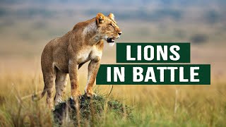 The Apex Predators Fighting To Feed Their 21 Lion Family  Pride In Battle  Full Documentary [upl. by Gnut]