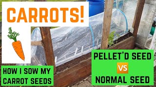 CARROTS pelletd seeds 🆚️ normal seeds  how i sow my carrots 🥕 [upl. by Zalucki886]