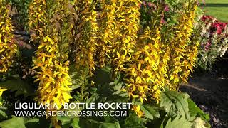 Ligularia ’Bottle Rocket’  wwwgardencrossingscom [upl. by Nicki]