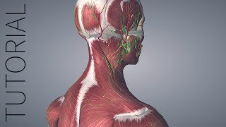 Getting Started with Essential Anatomy 5 [upl. by Ordnas314]