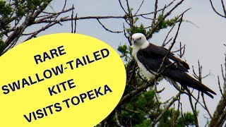 Swallowtailed Kite visits Topeka 2018 [upl. by Oivat]