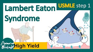 Lambert Eaton syndrome  Lambert–Eaton myasthenic syndrome  NMJ diseases  USMLE step 1 [upl. by Perlis]