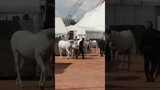 Le Cirque Knie et ses chevaux à Genève Il Circo Knie e i suoi cavalli a Ginevra 🎪🐴🐎🇨🇭 [upl. by Fenelia]