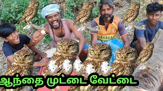 ஆந்தை 🦉 முட்டை வேட்டை பனைமரபொந்தில்ஆந்தைமுட்டை owl [upl. by Noyek36]