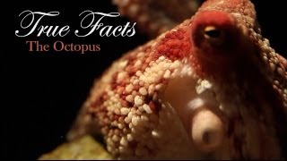 True Facts About The Octopus [upl. by Getter99]