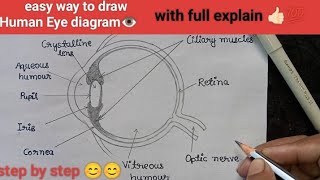 👍🏻easy Human Eye diagram 👁️😊  easy way to draw human eye 😍 how to draw human eye  Eye drawing [upl. by Selhorst]