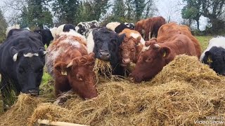 My regenerative farming journey shorthorn connemarapony Galloway [upl. by Annirok896]