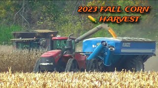 2023 FALL CORN 🌽 HARVEST GLEANER s78 COMBINE SHELLING CORN [upl. by Oijres]