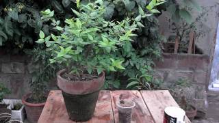 How To Care Myrtus Communis Hedge  Myrtle Tree Care  Its Not A Cardamom Plant UrduHindi [upl. by Yerhcaz138]