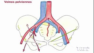 Vascularisation du membre inférieur [upl. by Nitnert]