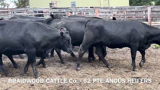 Braidwood Cattle Co 62 PTE Angus Heifers [upl. by Melan]