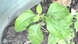 Stevia Sweet Herb Aztec sweet herb LIPPIA DULCIS GARDENING [upl. by Aehtrod495]