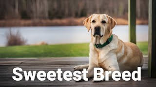 Why Labradors Are the Most Loving Breed [upl. by Apfel227]