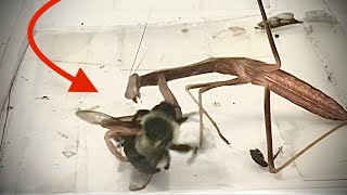 Praying Mantis VS Bee [upl. by Glanti645]