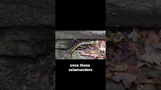 Salamander That Can Photosynthesize  Natures Marvel science [upl. by Padgett271]