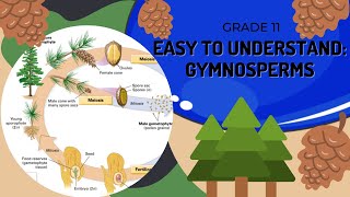 Gymnosperms [upl. by Bound]