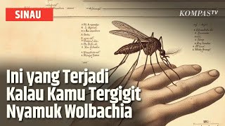 Bagaimana Jika Manusia Digigit Nyamuk Wolbachia  SINAU [upl. by Elahcar]