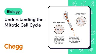 Understanding the Mitotic Cell Cycle  Biology [upl. by Esile573]