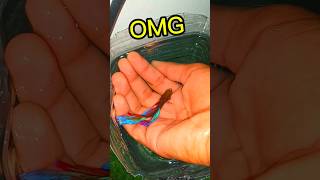 giant betta fishbettafishtank betta subscribe [upl. by Nimrac]