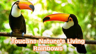 Toucans Natures Living Rainbowsnaturelove toucanbird toucans [upl. by Eikcor]