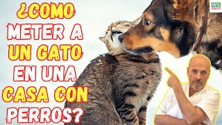 🆘 ¿COMO METER A UN GATO EN UNA CASA CON PERROS 🆘 [upl. by Jesus]