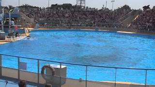 Spectacle de dauphin a Marineland 12 [upl. by Vashti]