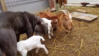 Goat drinking milk from dog [upl. by Ecar]