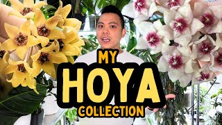 My Entire Hoya Collection PART 1 😮 nova ghost grey ghost mathilde splash  indoor houseplants [upl. by Gussy]