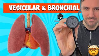 Lung sounds for beginners Vesicular and Bronchial breath sounds lungsounds [upl. by Roi434]