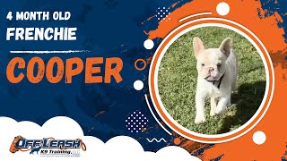 Cooper  4 Month Old French Bulldog  1 Week Puppy Board amp Train  Off Leash K9 Training Georgia [upl. by Halverson]