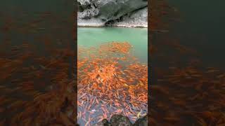 How wonderful these goldfishes are viralpets goldfishes koifish [upl. by Coniah101]